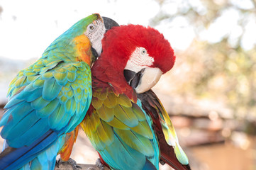 USA, Florida, Orlando, Blue-and-Yellow Macaw and Scarlett Macaw, Gatorland.