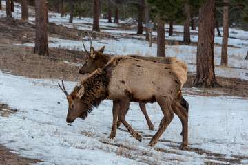 USA, Colorado, two yearling bull elk Rocky Mountain National Park