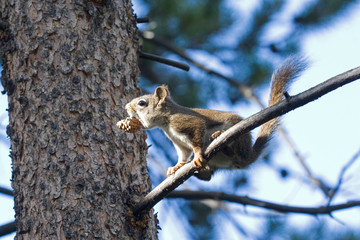 Naklejka na ściany i meble North America - USA - Colorado - Rocky Mountain National Park. Red squirrel.