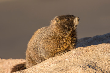 USA, Colorado, Mt. Evans. Yellow-bellied marmot close-up. Credit as: Cathy and Gordon Illg / Jaynes Gallery / DanitaDelimont.com