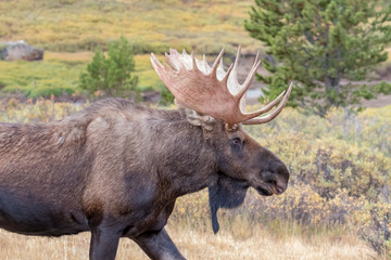 USA, Colorado, Cameron Pass. Close-up of bull moose with antlers. 