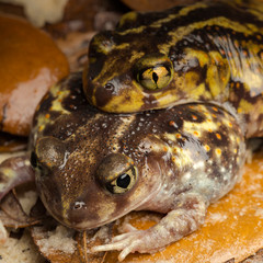 Eastern Spadefoot Toad breeding, Scaphiopus holbrookii, Central Florida,
