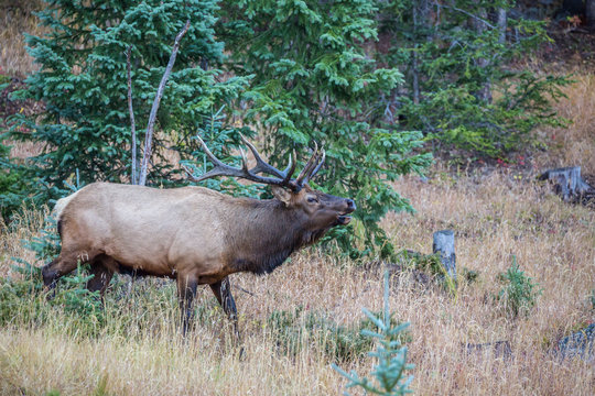 USA, Colorado, Rocky Mountain National Park. Male elk bugling. Credit as: Cathy & Gordon Illg / Jaynes Gallery / DanitaDelimont.com
