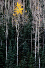 Usa, Colorado. A stand of autumn yellow aspen and fir trees in the Uncompahgre National Forest.