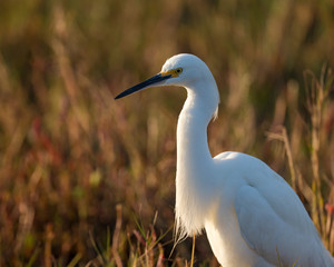 Snowy Egret in breeding plumage, Merritt Island NWR, Florida