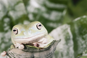 Florida, Miami, Close-up of White's tree frog, Letoria Caerulea (Australian green tree frog)