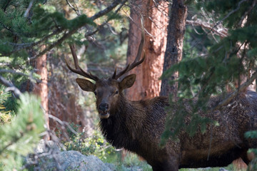 North America - USA - Colorado - Rocky Mountain National Park. Wapiti (American elk) - Cervus elaphus nelsoni