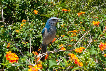 USA, Florida, Cape Coral, Seahawk Park, Scrub Jay Perched in Orange Yellow Lantana