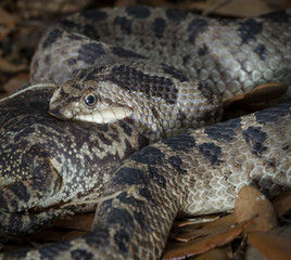 Obraz premium Hog-nosed snake popping a southern toad with a built in tooth (fang) inside it's jaw. The toad inflated as a defense mechanism