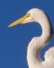 USA, Florida, Ft. Myers Beach, Great Egret