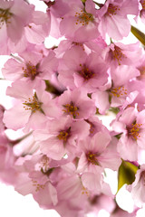 USA, District of Columbia, Washington, Cherry Blossoms, Tidal Basin