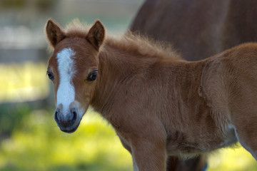 Baby Miniature horse colt along side of mare.
