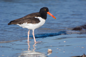 USA, Florida, Ft. Myer's Beach, American Oystercatcher (Haematopus palliatus)