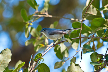 USA, Florida, Immokalee, Blue-Gray Gnatcatcher Perched in Tree