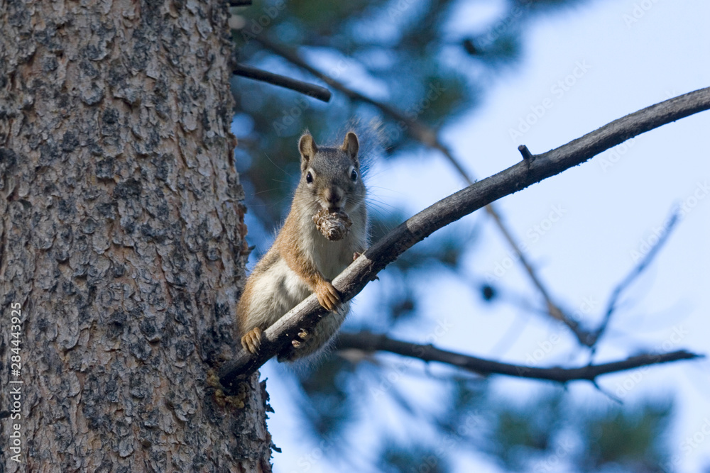 Wall mural north america - usa - colorado - rocky mountain national park. red squirrel.