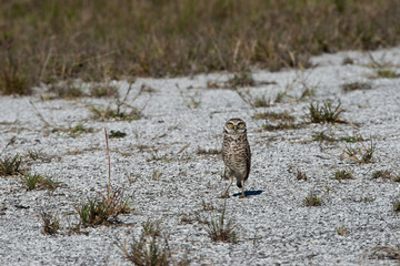 USA, Florida, Cape Coral, Seahawk Park, Burrowing Owl near Nest Burrow