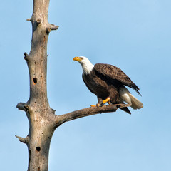 A Bald Eagle prepares to leap into flight