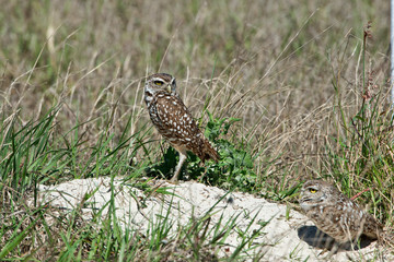 USA, Florida, Cape Coral, Seahawk Park, Burrowing Owl Pair at Nest Burrow
