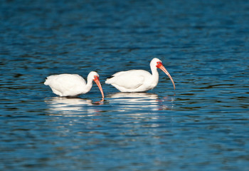 USA, Florida, Fort Meyers, Sanibel Island, J.N. Ding Darling National Wildlife Refuge, White Ibis