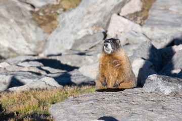 North America - USA - Colorado - Rocky Mountains - Mount Evans. Yellow-bellied marmot - Marmota flaviventris.