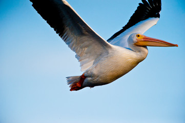Fototapeta na wymiar USA, Florida, Fort Meyers, Sanibel Island, J.N. Ding Darling National Wildlife Refuge, American White Pelican flying