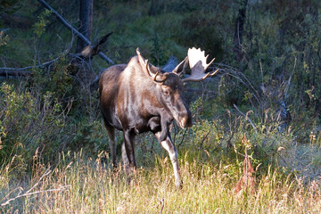 North America - USA - Colorado - Rocky Mountain National Park. Bull moose - alces alces.