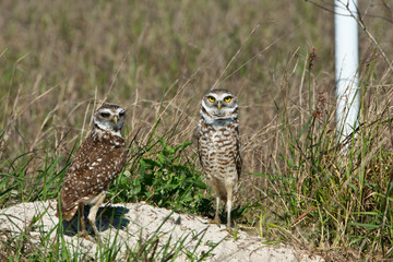 USA, Florida, Cape Coral, Seahawk Park, Burrowing Owl Pair at Nest Burrow