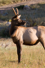 Fototapeta na wymiar North America - USA - Colorado - Rocky Mountain National Park. Wapiti (American elk) - Cervus elaphus nelsoni