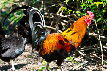 USA, Florida, Immokalee, Rhode Island Red Chicken
