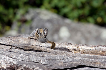 North America - USA - Colorado - Rocky Mountain National Park. Least Chipmunk (Tamias minimus).