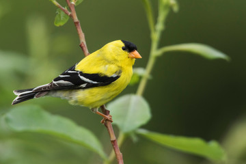 American Goldfinch