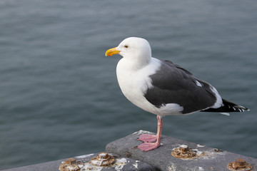 Seagull, Municipal Wharf II, Monterey, California, USA