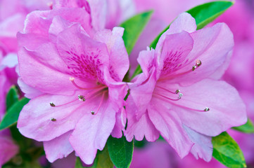 USA, GA, Pine Mountain, Callaway Gardens, Azalea Flower.