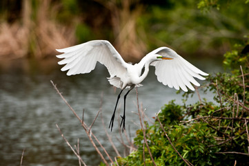 USA, Florida, Venice. Audubon Rookery, Great Egret flying with nest material, landing at nest.