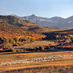 USA, Colorado, San Juan Mountains. Sheep head for the ranch on the Dallas Divide in the San Juan Mountains, Colorado