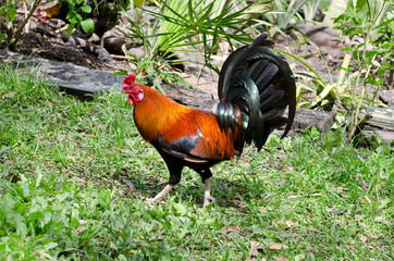 USA, Florida, Immokalee, domestic Black Copper Marans