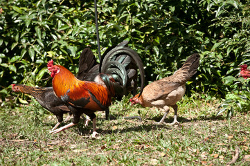 USA, Florida, Immokalee, domestic Black Copper Marans with Dutch Bantum and Friesian