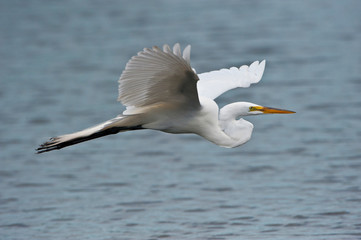 USA, Florida, Venice. Audubon Rookery, Great Egret flying