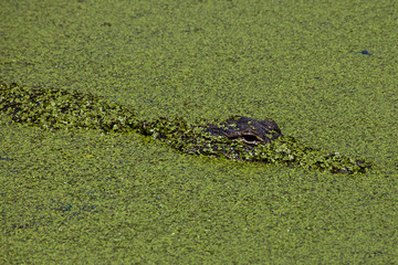 USA, Florida, Fakahatchee Strand Preserve State Park Alligator.