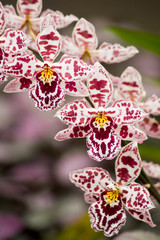 USA, Hawaii, Hilo. A spray of orchids growing in the Hawaii Tropical Botanical Gardens. © Jaynes Gallery/Danita Delimont
