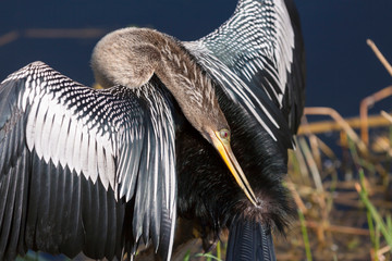 USA, Florida, Everglades National Park. Anhinga preens while drying wing feathers.
