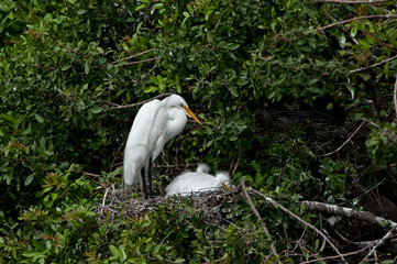 USA, Florida, Venice. Audubon Rookery, Great Egret adult at nest with babies