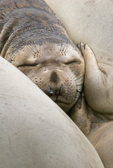 USA, CA, Piedras Blancas. Elephant seal (Mirounga angustirostris) rookery on central California coast. Elephant seals once hunted to near extinction in late 1800's.