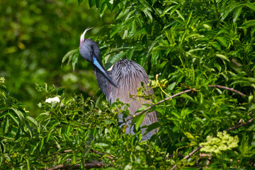 USA, Florida, St Augustine Gator Farm wild tricolor heron.