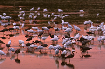 North America, USA, Florida, Sanibel Island, Ding Darling National Wildlife Refuge. A mixed flock...