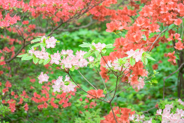 Azalea Woods, Winterthur, Delaware, USA