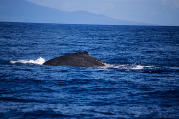A humpback whale swims through Lahaina Roads off Maui, Hawaii.