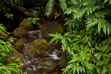 Lovely waterfalls and cascades abound amid the lush tropical greenery of Akaka Falls State Park, Big Island, Hawaii.