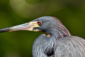 USA, Florida, St. Augustine Alligator Farm wild Tricolor Heron.