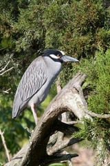 Fototapeta premium USA - Florida - Yellow-crowned Night Heron at Alligator Farm rookery in St Augustine.